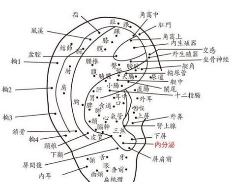 耳朵痣圖|耳朵痣的解讀：智慧與決策能力的標志